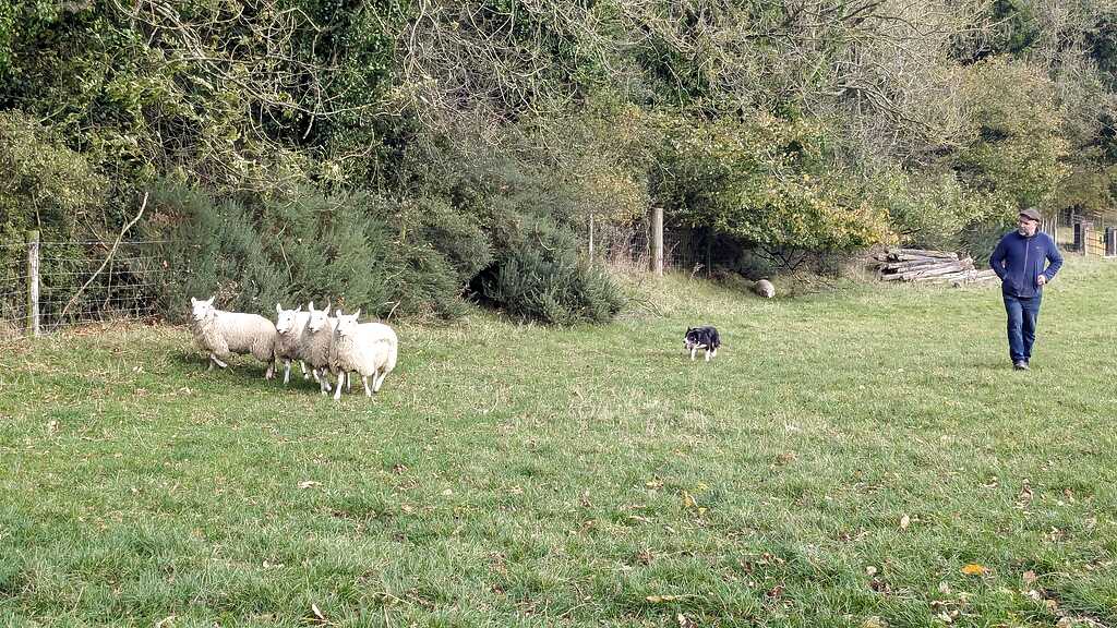 celtic-live-sheepdog-demo-pxl_20241024_105750950.mp