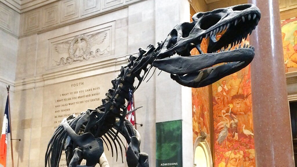 american_museum_of_natural_history_-_copy