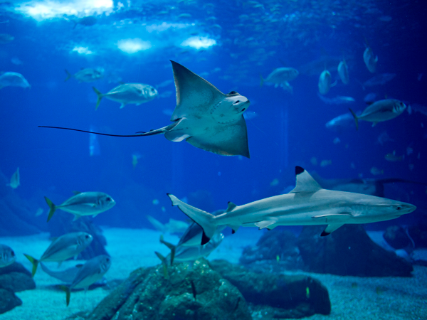 1621-oceanrio_lisboa