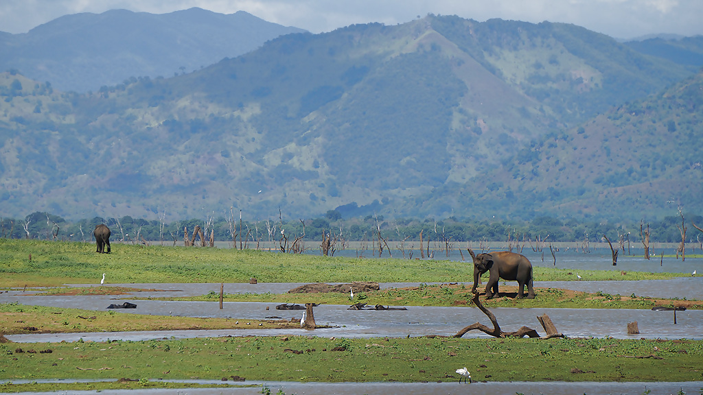 nkar_udawalawa_1_1280x720