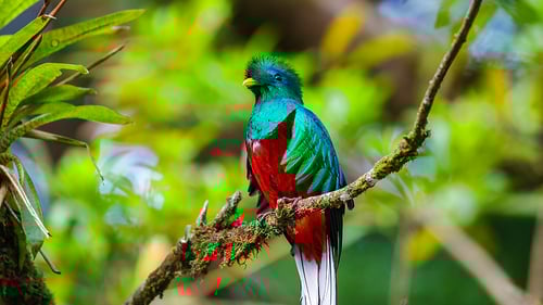 queztal__1280x720_for_navi_web