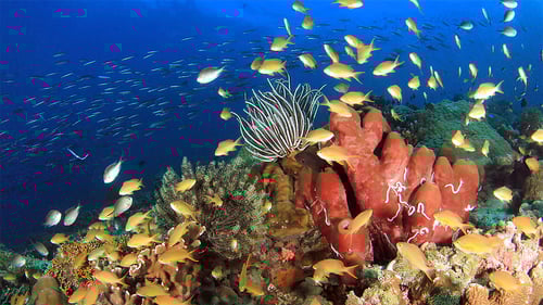 ttt20dbestofvisay_13_1280x720_for_navi_web