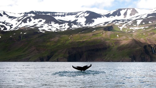 reykjavik-whale-safari
