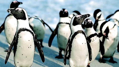 saltycrax_cape_point_5_1280x720_for_navi_web