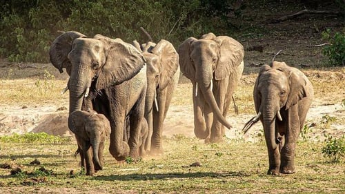 itinerary_mobi_chobe-national-park