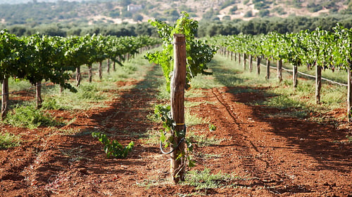 31-hellas.vacances-athens-wineproduction-papagiannakos