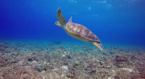 1_Perhentians-island-video-006