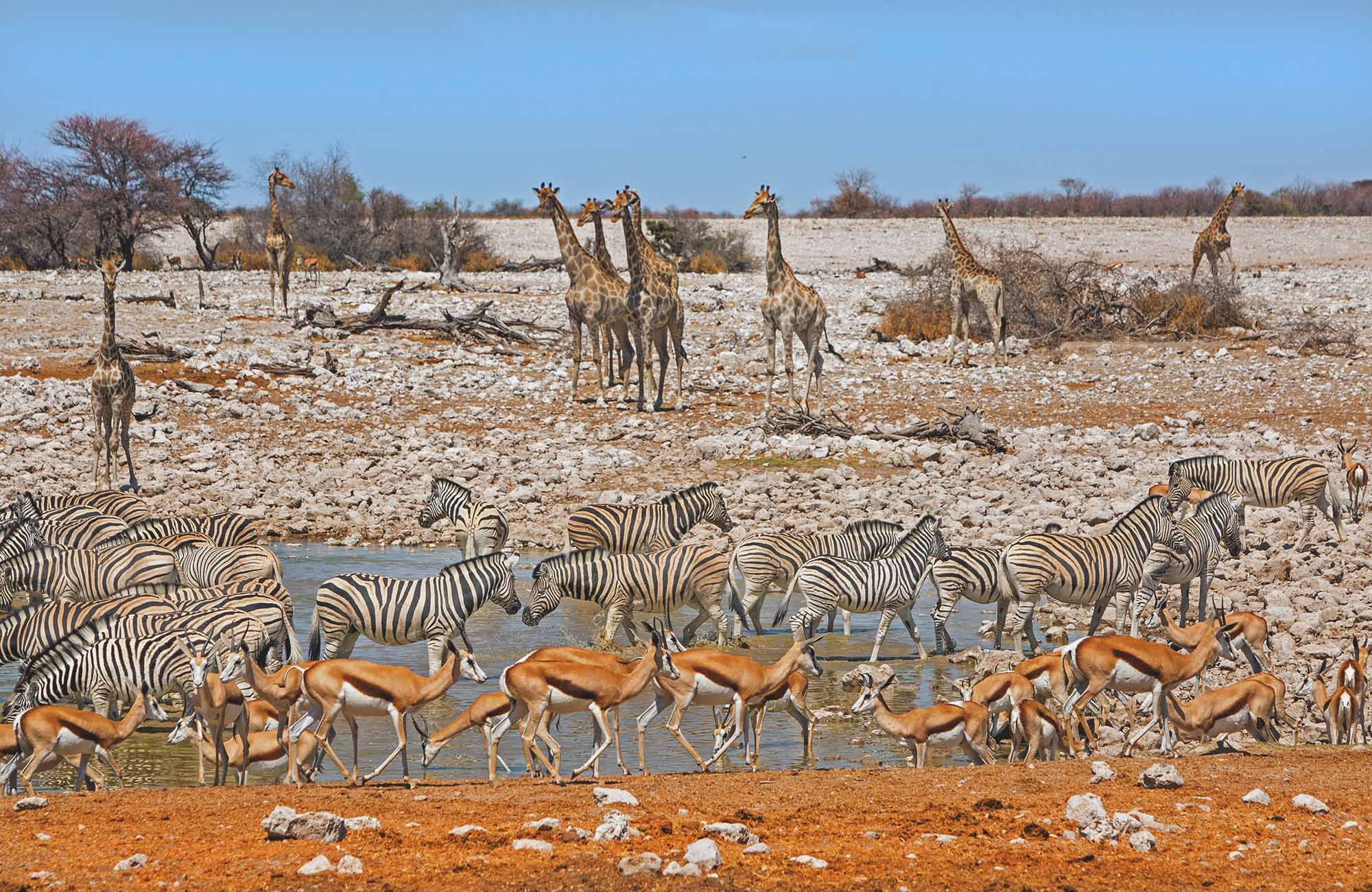 Gazeller, giraffer og zebraer flokkes om et vandhul i ørkenen i Namibia. 