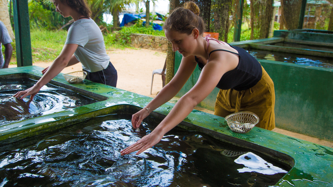 Green Lion Sri Lanka Turtle Conservation 6