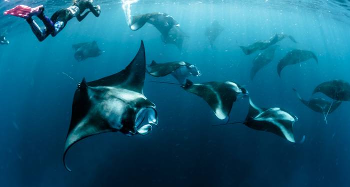 Freediving with manta rays in Indonesia