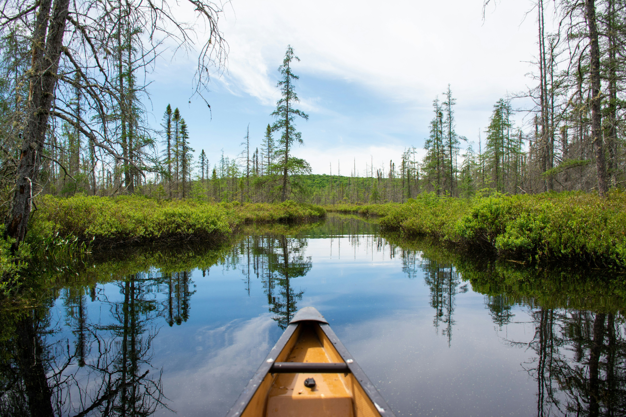 Tippen af en kano, der sejler gennem skoven i Algonquin Park i Canada. 